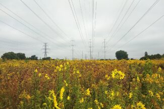 Field of yellow wildflowers with power lines overhead